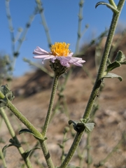 Leucosyris arida