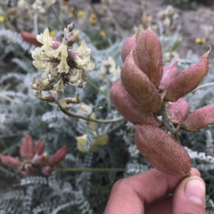 Astragalus anemophilus
