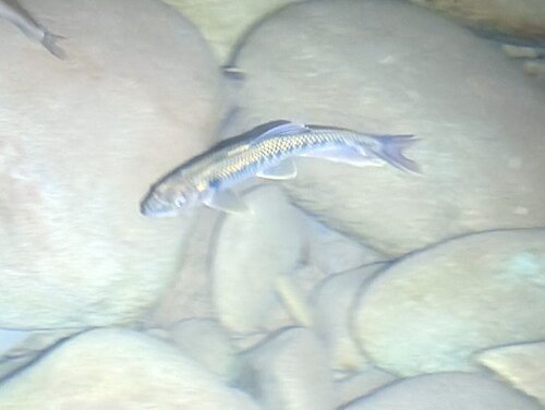 Hooksnout carp (Opsariichthys bidens) — Cyprinidae — 4