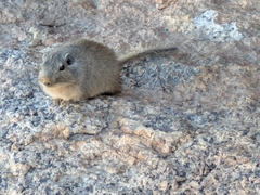 Dassie Rat photo 2