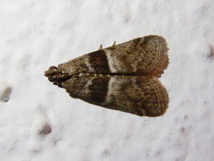 Elegia atrifasciella