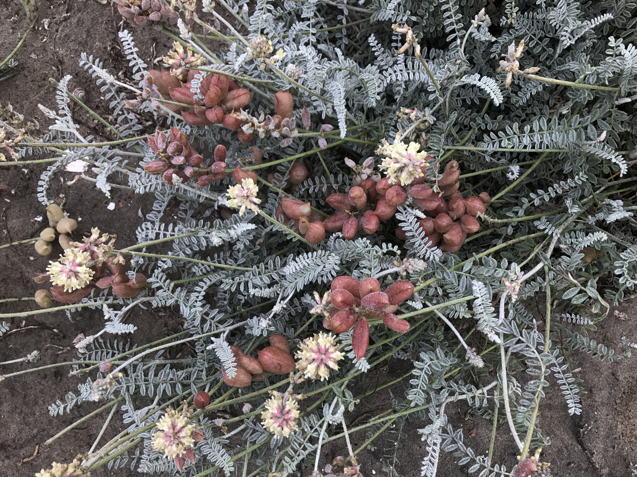 Astragalus anemophilus
