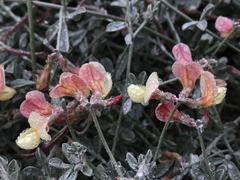 Lotus bryantii