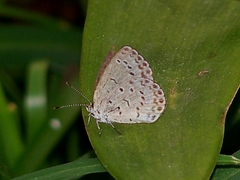 Pseudozizeeria maha