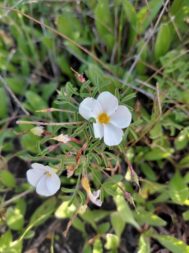 Oxalis ciliaris, photograph 5