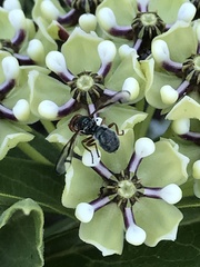 Senopterina caerulescens