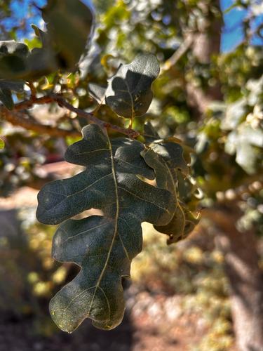 iNaturalist observation photo of valley oak