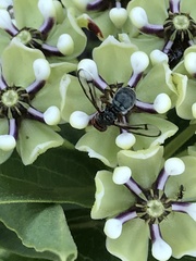 Senopterina caerulescens