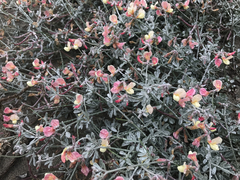 Lotus bryantii