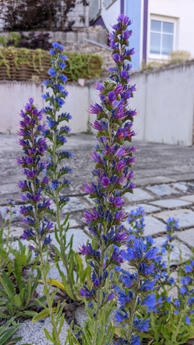 viper's-bugloss