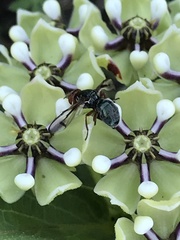Senopterina caerulescens