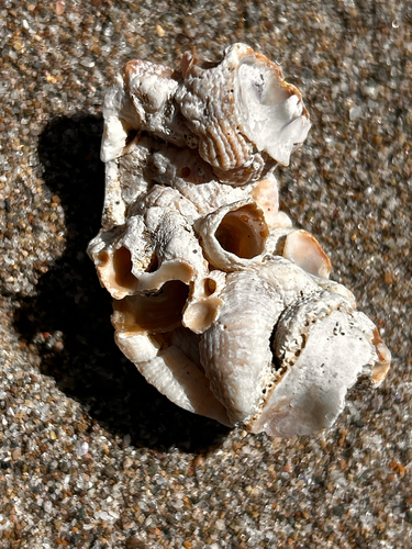 iNaturalist observation photo of Scaled Worm Snail