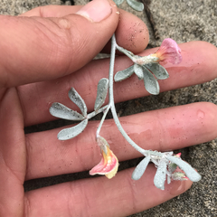 Lotus bryantii