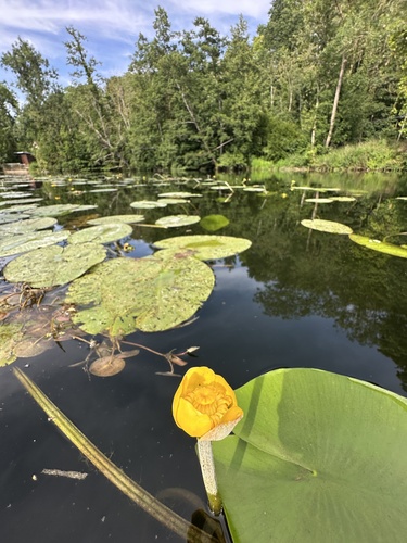 yellow water-lily