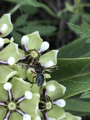 Senopterina caerulescens