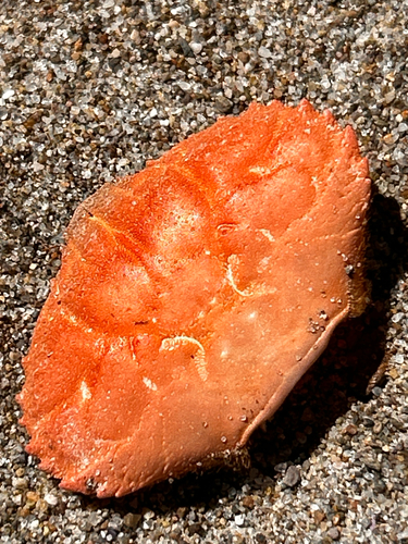 iNaturalist observation photo of Nine-tooth Pebble Crab