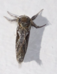 Eudalaca orthocosma