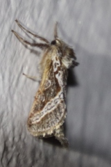 Eudalaca orthocosma
