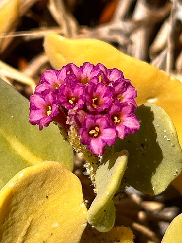 iNaturalist observation photo of red sand-verbena