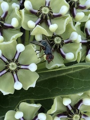 Senopterina caerulescens