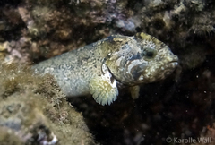 High Cockscomb photo 2