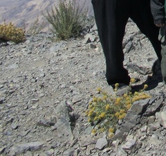 Chrysothamnus viscidiflorus viscidiflorus
