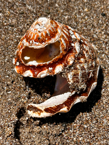 iNaturalist observation photo of Wavy Turban