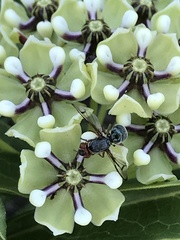 Senopterina caerulescens