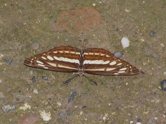 Neptis soma