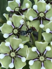 Senopterina caerulescens