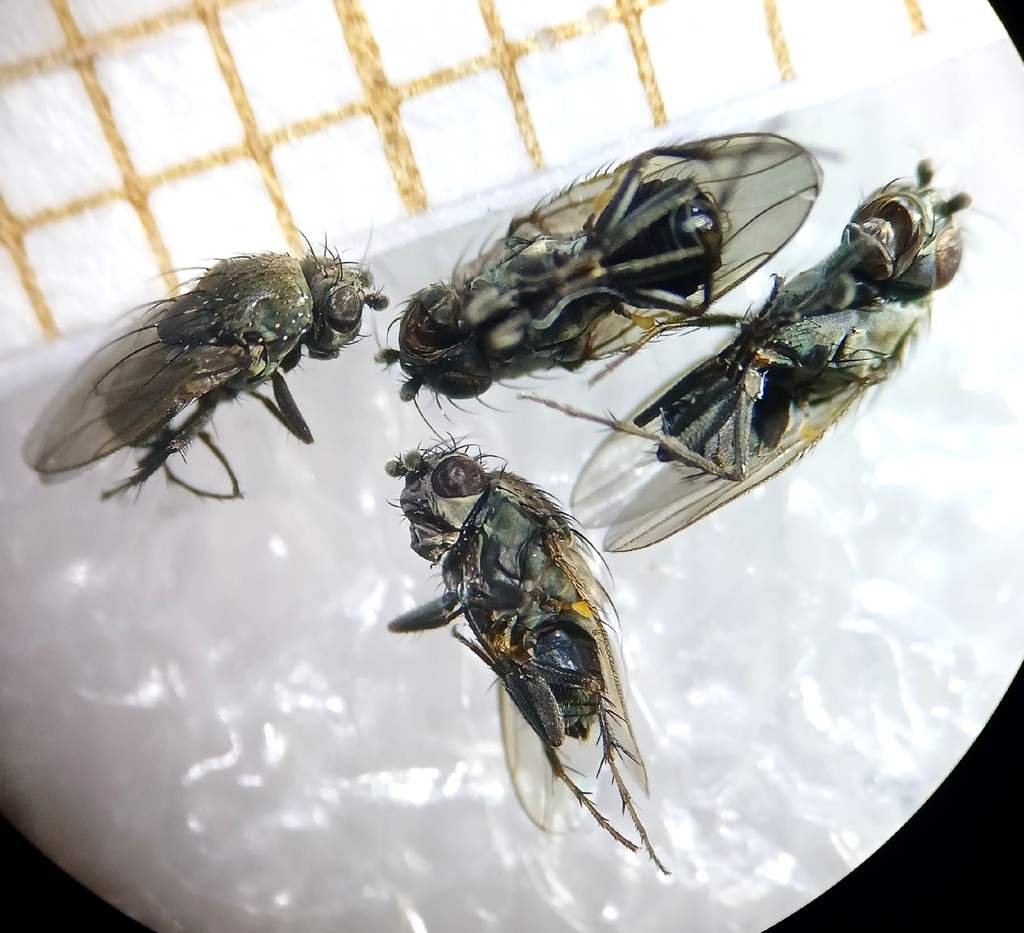 Rachispoda lutosoidea