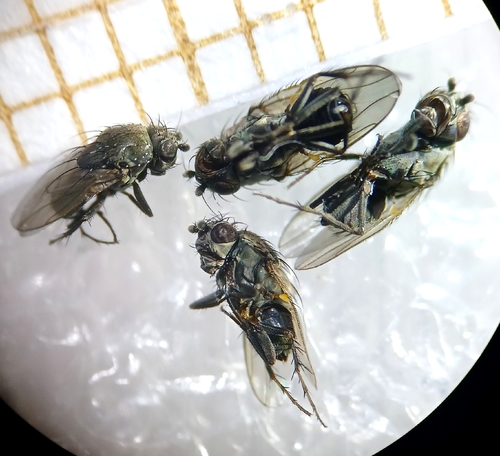Rachispoda lutosoidea