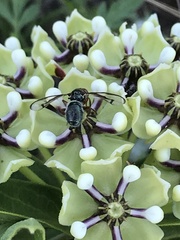 Senopterina caerulescens