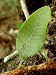 Microgramma squamulosa