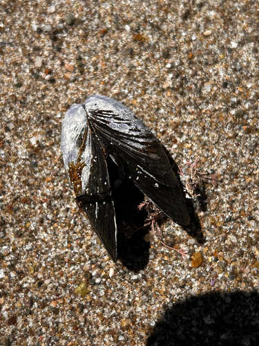 iNaturalist observation photo of California Mussel