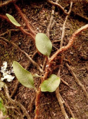 Microgramma squamulosa