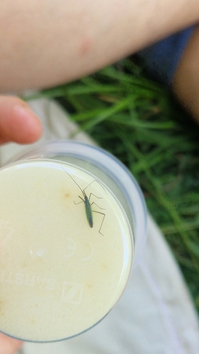 Megaloceroea recticornis