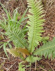 Neoblechnum brasiliense