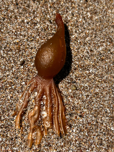 iNaturalist observation photo of Giant Kelp