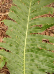 Neoblechnum brasiliense