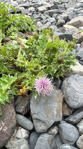 Cirsium maritimum iNat (3)