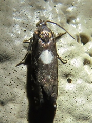Cydia albimaculana