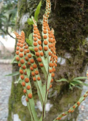 Pleopeltis pleopeltifolia