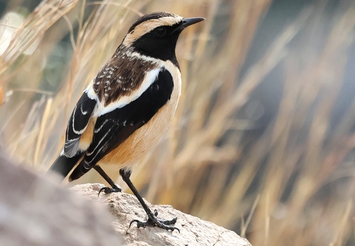 Buff-streaked Chat