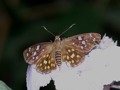 Celaenorrhinus maculosa