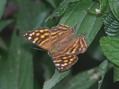 Dodona maculosa