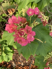Dombeya wallichii