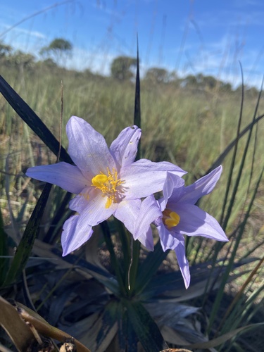 Vellozia variabilis