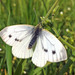Green-veined White - Photo (c) Kai Löhr, some rights reserved (CC BY)