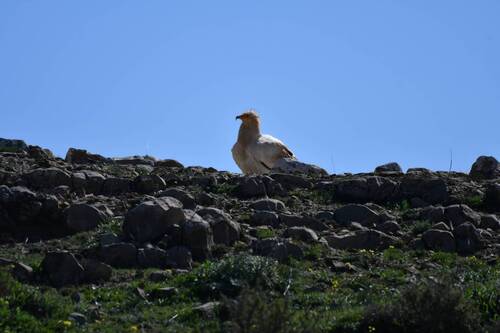 Western Egyptian Vulture